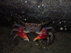 Chiromantes haematocheir