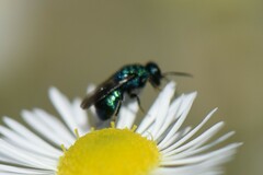 Hedychrum chalybaeum