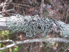 Hypogymnia bitteri