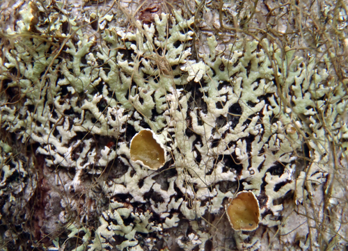Pacific tube lichen (Hypogymnia canadensis)