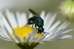 Hedychrum chalybaeum
