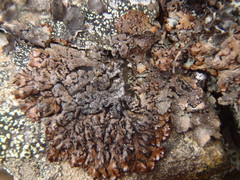 Hypogymnia dichroma