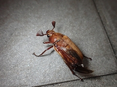 Melolontha japonica