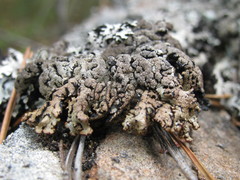 Hypogymnia dichroma