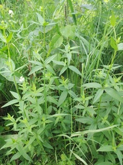 Galium rubioides