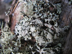 Hypogymnia occidentalis