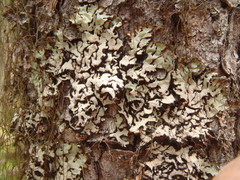 Hypogymnia occidentalis
