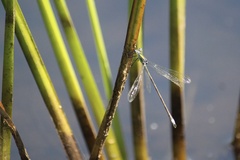 Lestes inaequalis