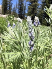 Lupinus gracilentus