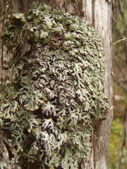 Hypogymnia occidentalis