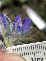 Lupinus gracilentus