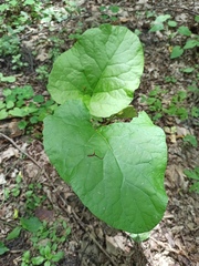 Arctium nemorosum