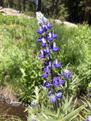 Lupinus gracilentus