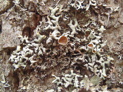 Hypogymnia rugosa
