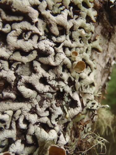 Wrinkled Tube Lichen