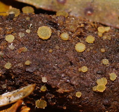 Ascobolus crenulatus