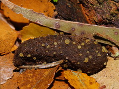 Ascobolus crenulatus