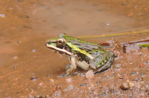 Indus Valley Bullfrog