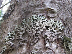 Hypogymnia rugosa