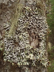 Hypogymnia rugosa