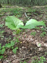 Arctium nemorosum