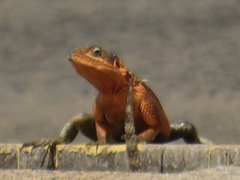 Agama caudospinosa
