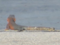 Agama caudospinosa