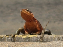 Agama caudospinosa