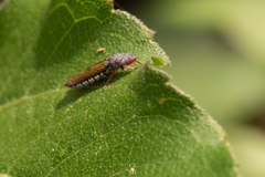 Homalodisca elongata