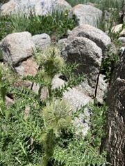 Cirsium eatonii