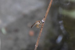 Ommatiini