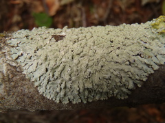 Parmeliopsis ambigua