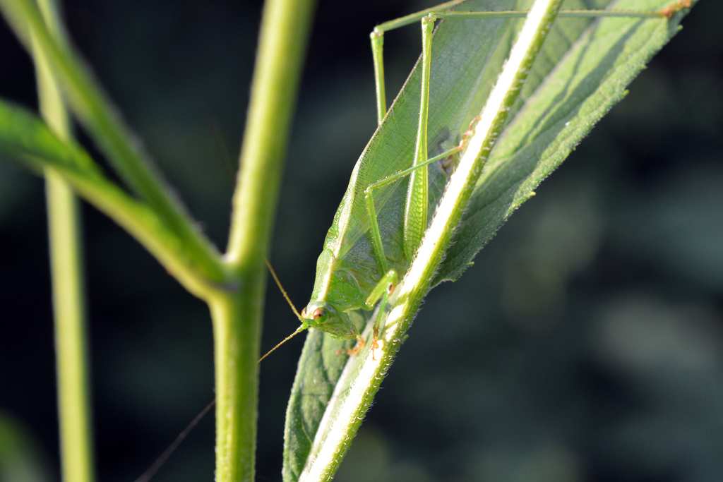 Curve-tailed Bush Katydid