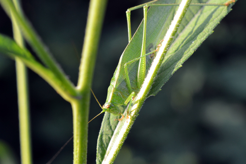 Curve-tailed Bush Katydid