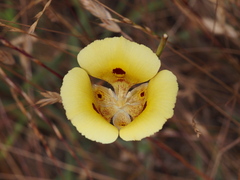 Calochortus luteus