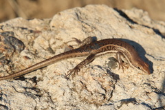 Trachylepis damarana
