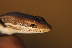 Trachylepis damarana