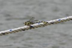 Sinictinogomphus clavatus