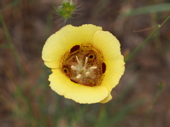 Calochortus luteus