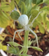 Misumena vatia