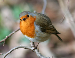 Erithacus rubecula