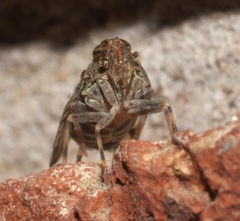 Melanoliarus placitus