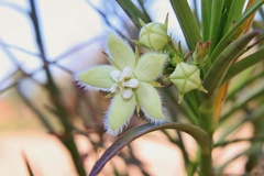 Kanahia laniflora