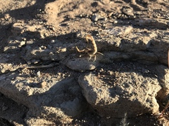 Parabuthus brevimanus