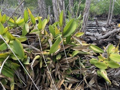 Myrmecophila tibicinis