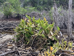 Myrmecophila tibicinis