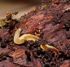 Argonemertes australiensis