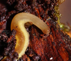 Argonemertes australiensis