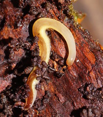 Argonemertes australiensis