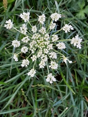 Daucus carota